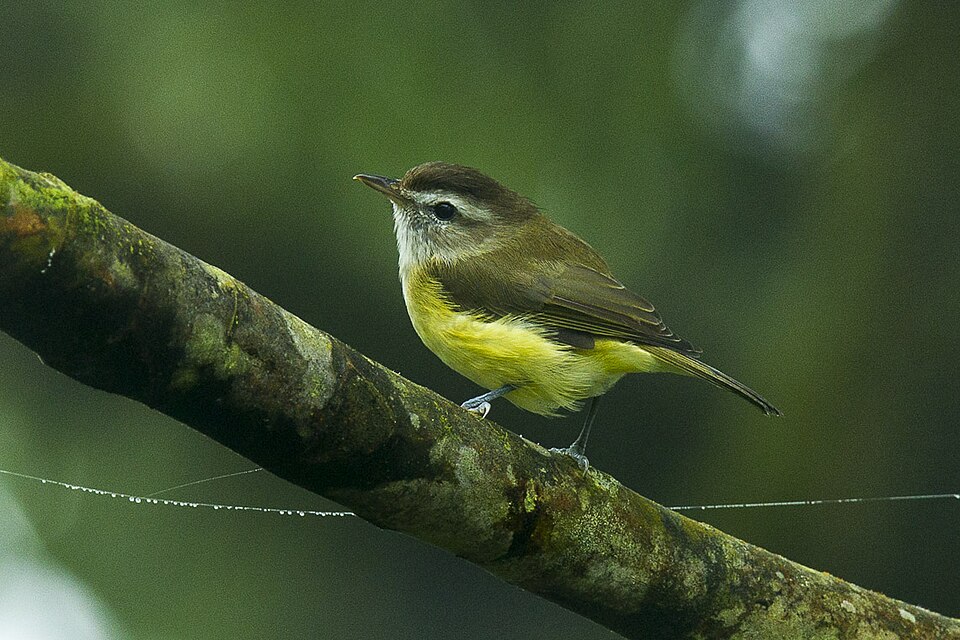 Brown-capped Vireo