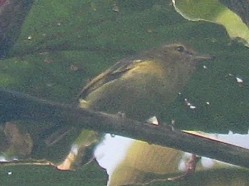 Choco Vireo