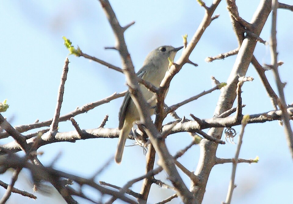 Dwarf Vireo