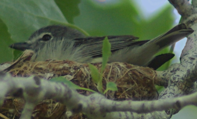 Plumbeous Vireo