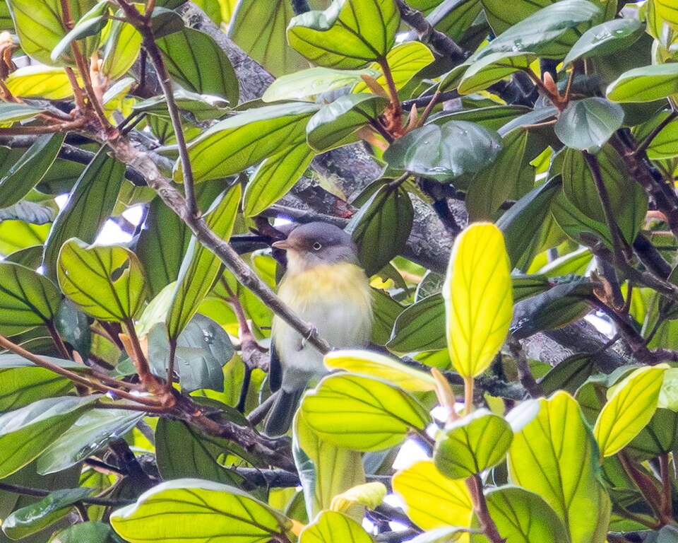 Tepui Vireo