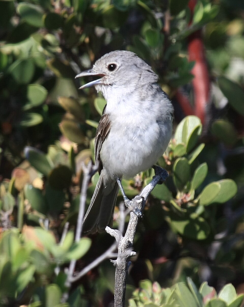 Grey Vireo