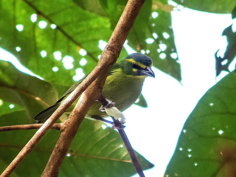 Yellow-browed Shrike-Vireo