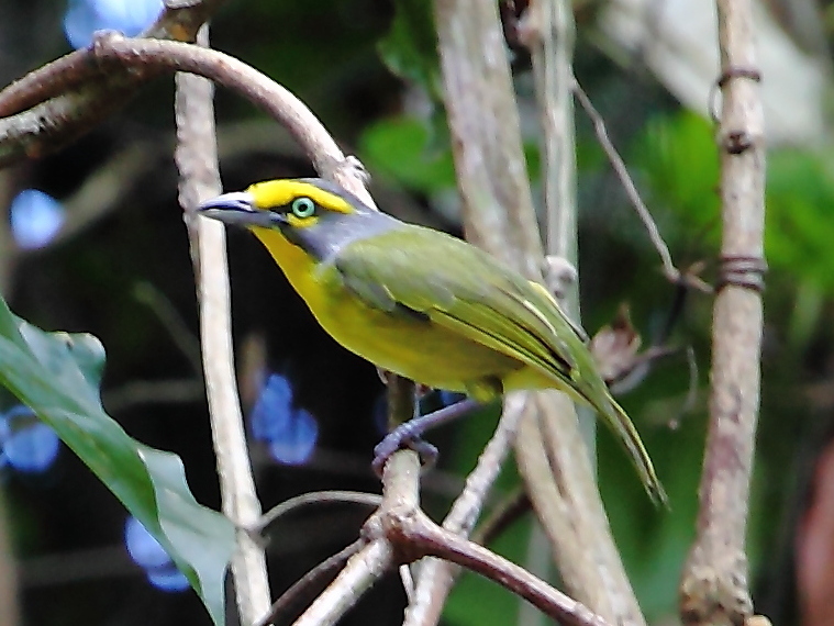 Slaty-capped Shrike-Vireo