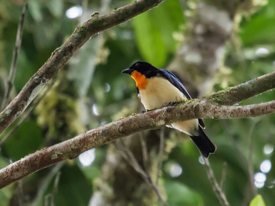 Orange-throated Tanager
