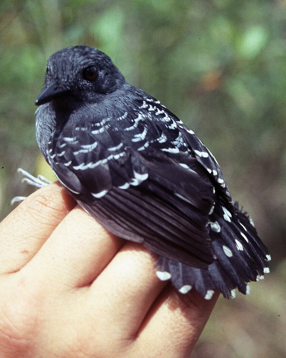 Common Scale-backed Antbird