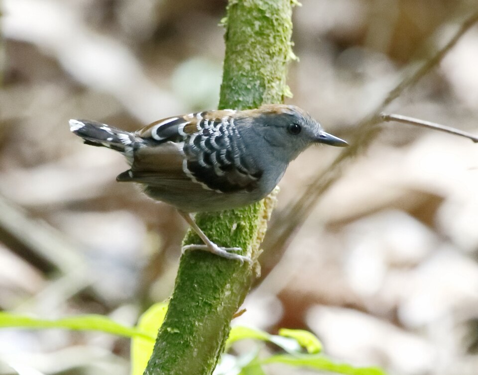 Xingu Scale-backed Antbird