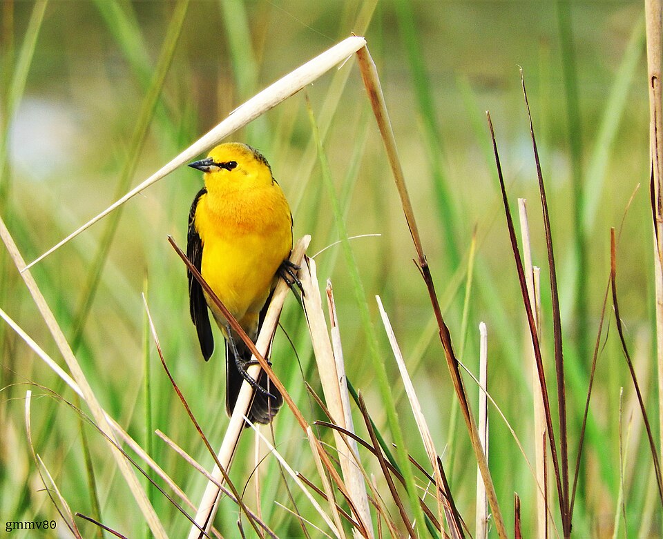 Saffron-cowled Blackbird