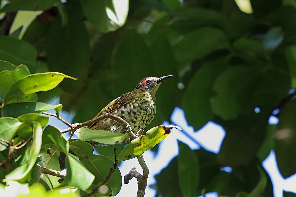 Spotted Honeyeater