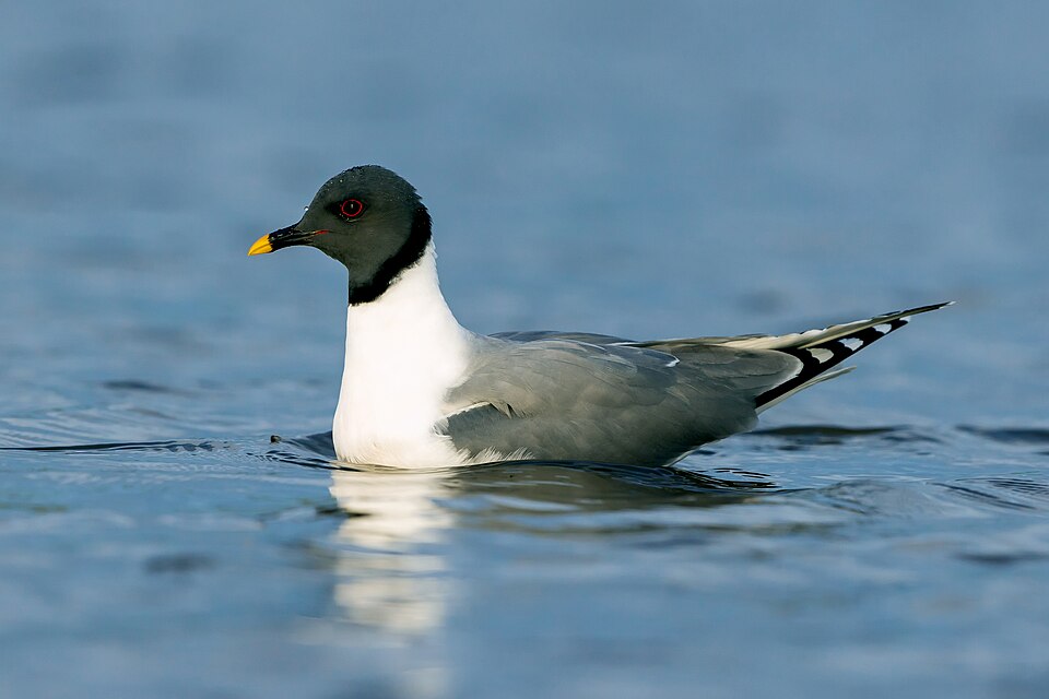 Sabine's Gull