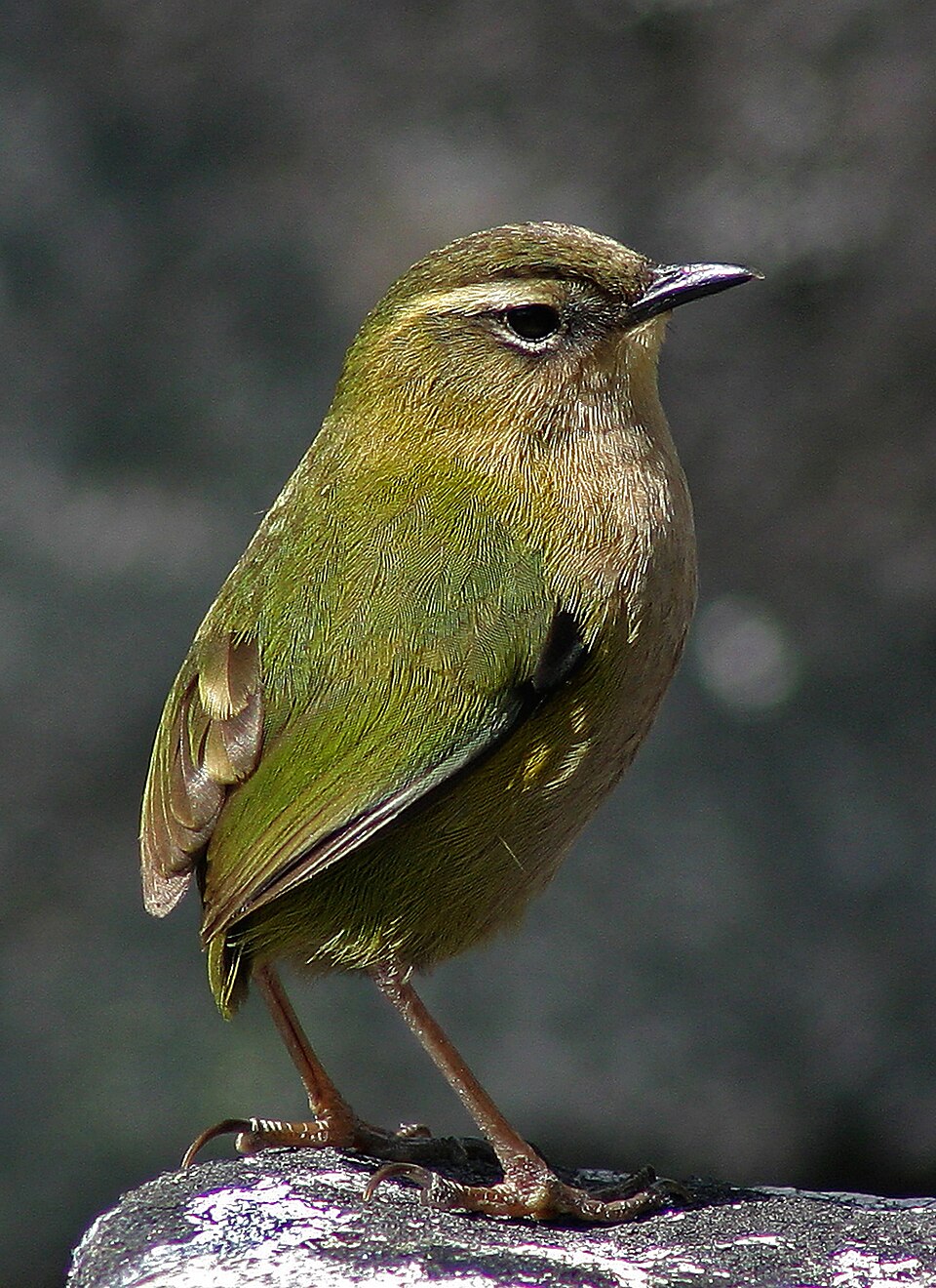 New Zealand Rockwren