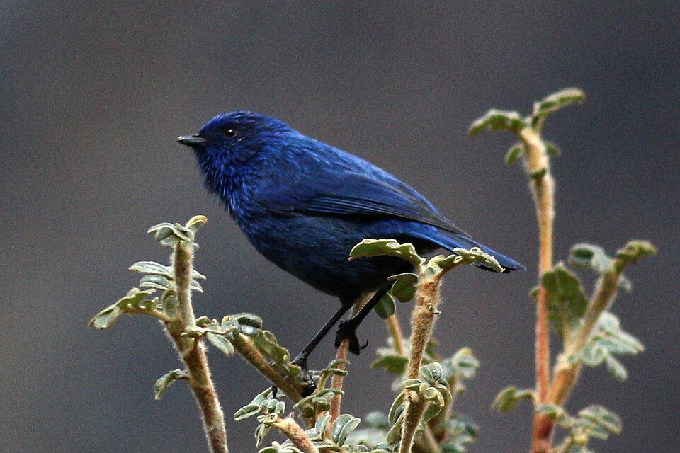 Tit-like Dacnis
