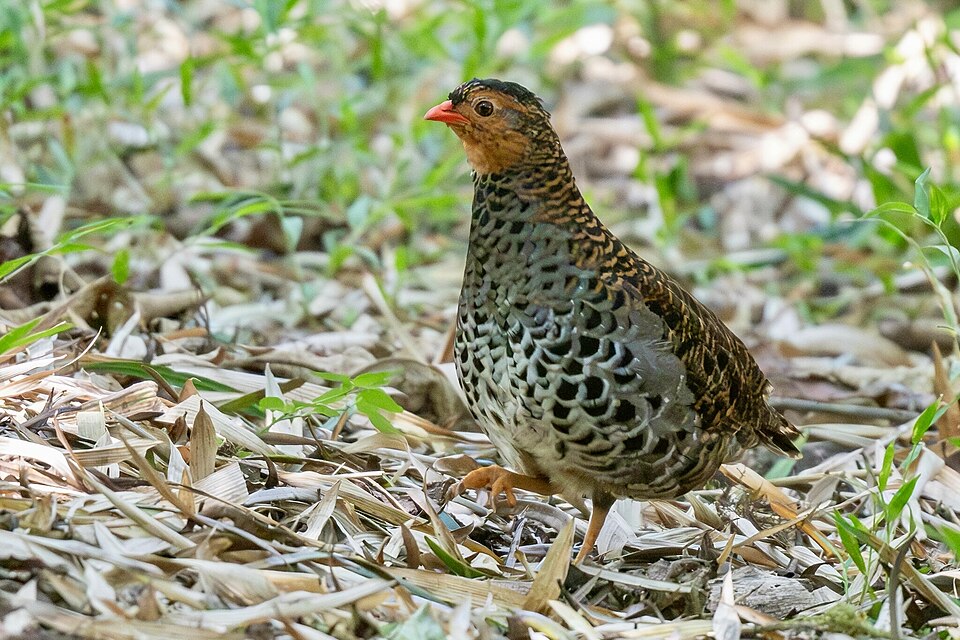 Rubeho Forest Partridge