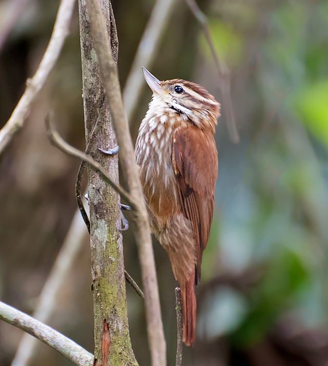 Streaked Xenops