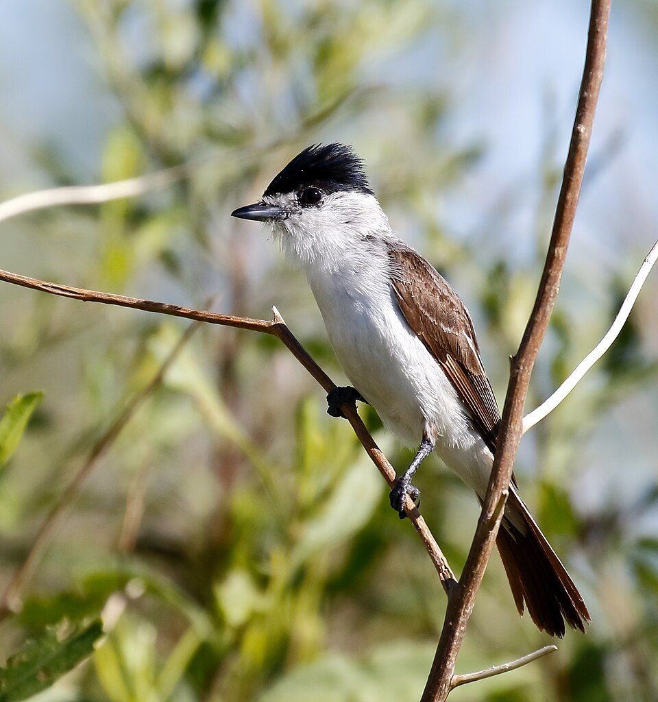 White-naped Xenopsaris