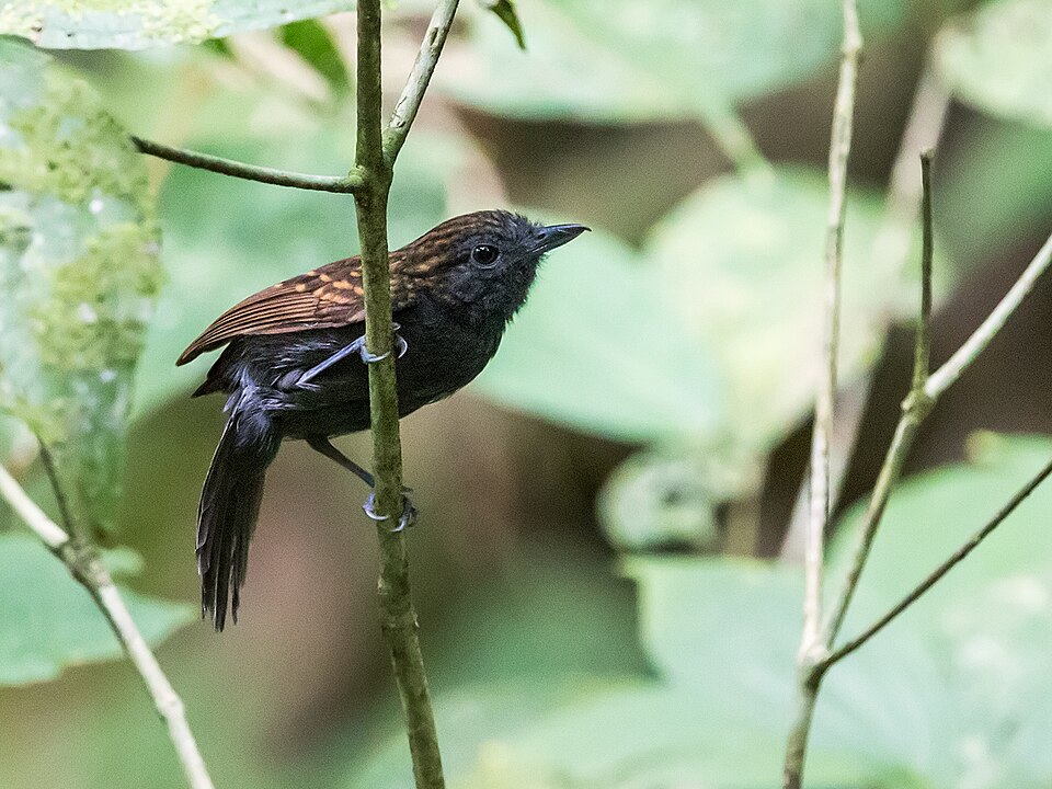 Speckled Antshrike