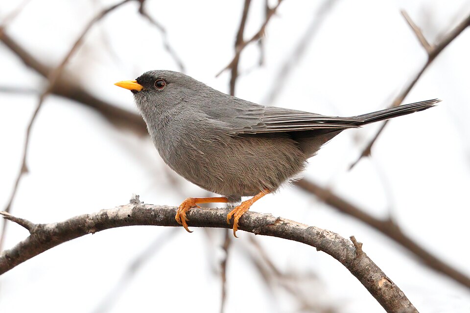 Slender-billed Finch