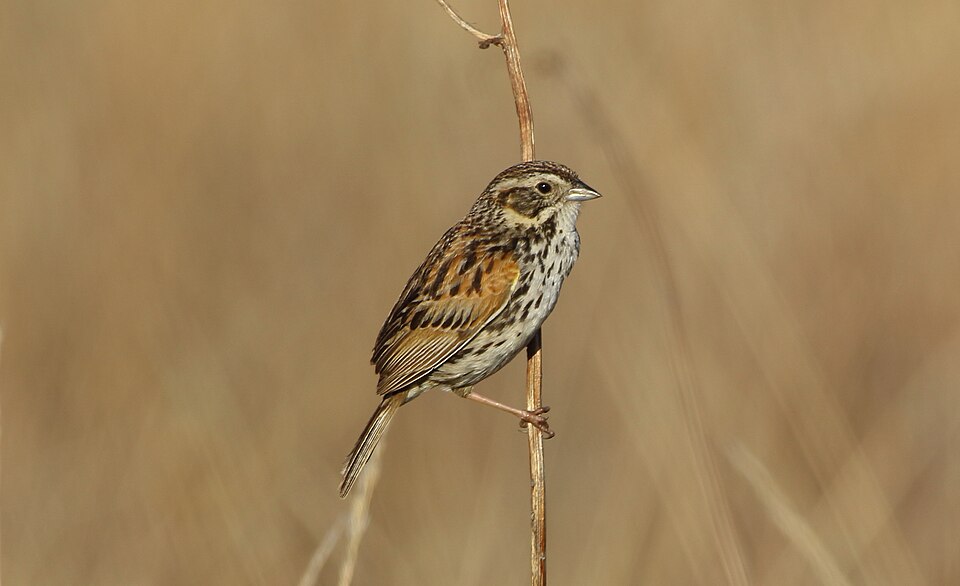 Sierra Madre Sparrow