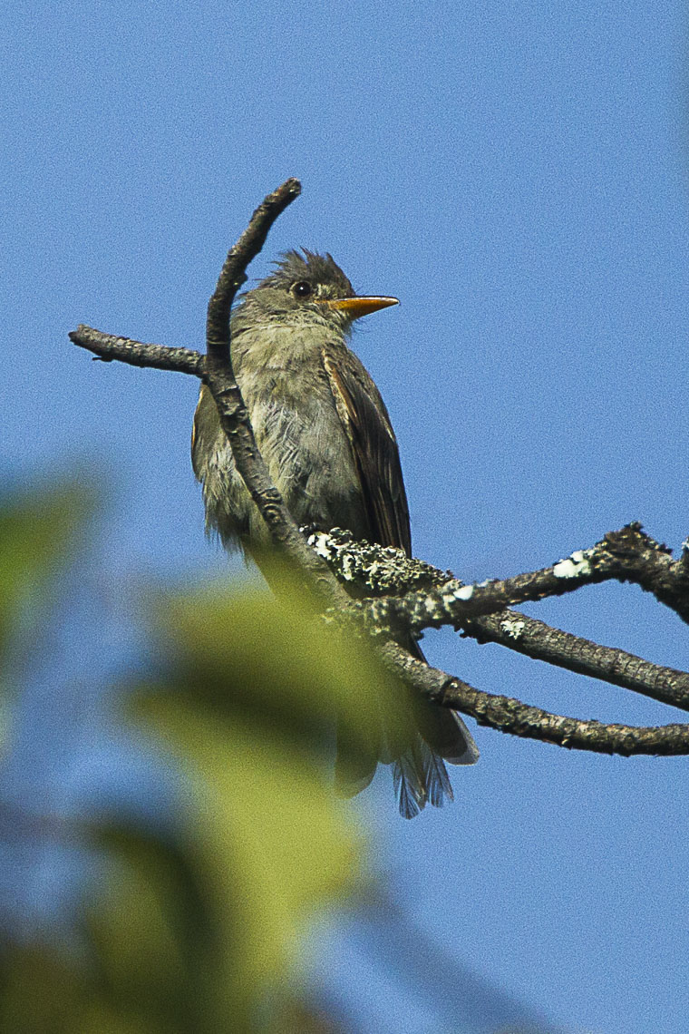 Pileated Flycatcher