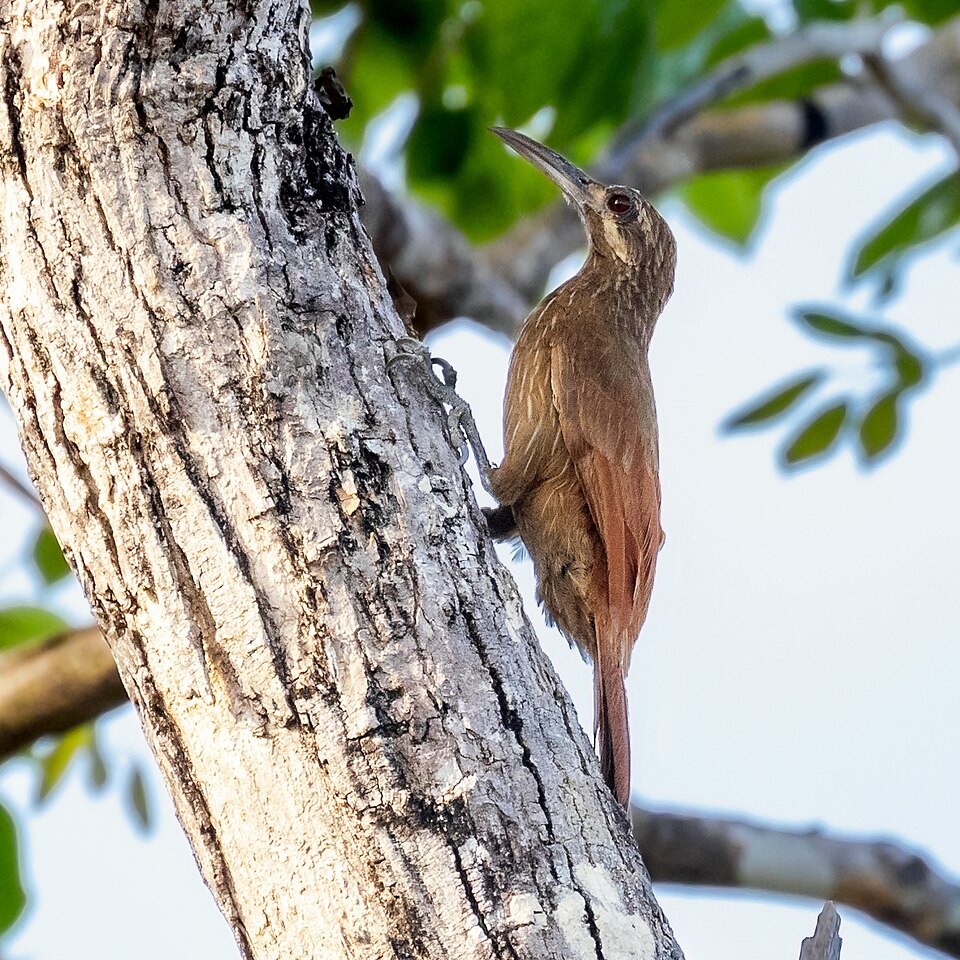 Moustached Woodcreeper