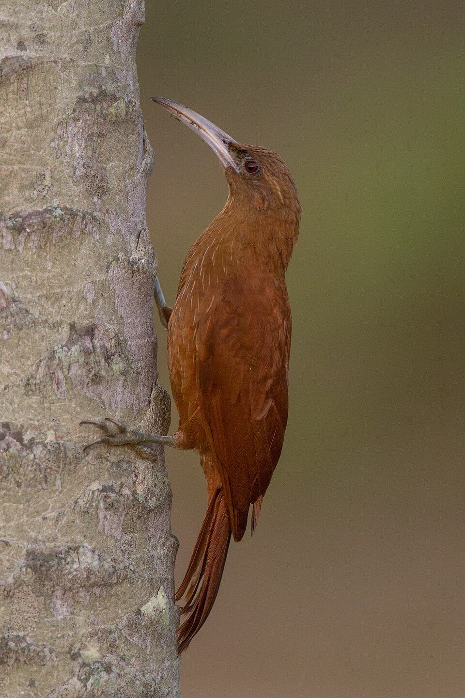 Great Rufous Woodcreeper