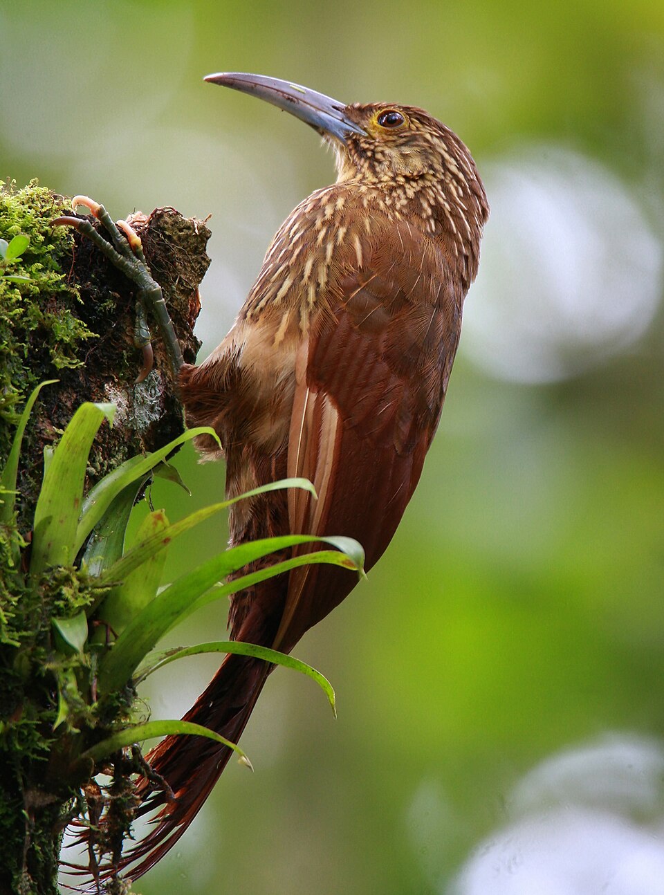 Strong-billed Woodcreeper
