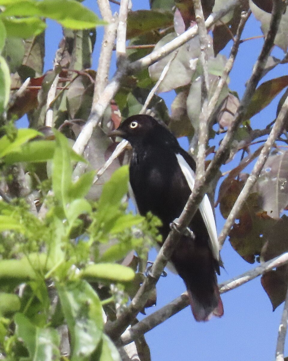 White-winged Cotinga