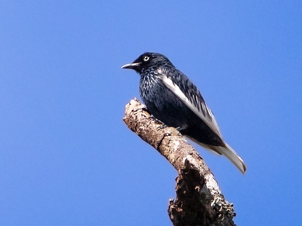White-tailed Cotinga
