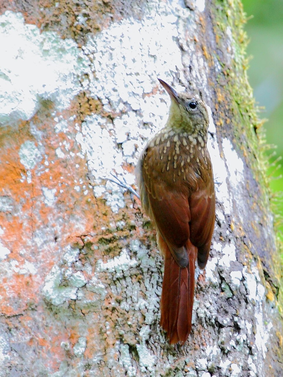 Ceara Woodcreeper
