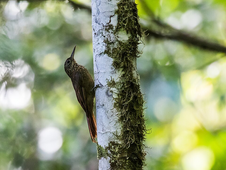 Tschudi's Woodcreeper