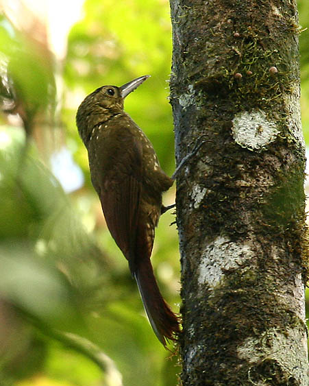 Spotted Woodcreeper