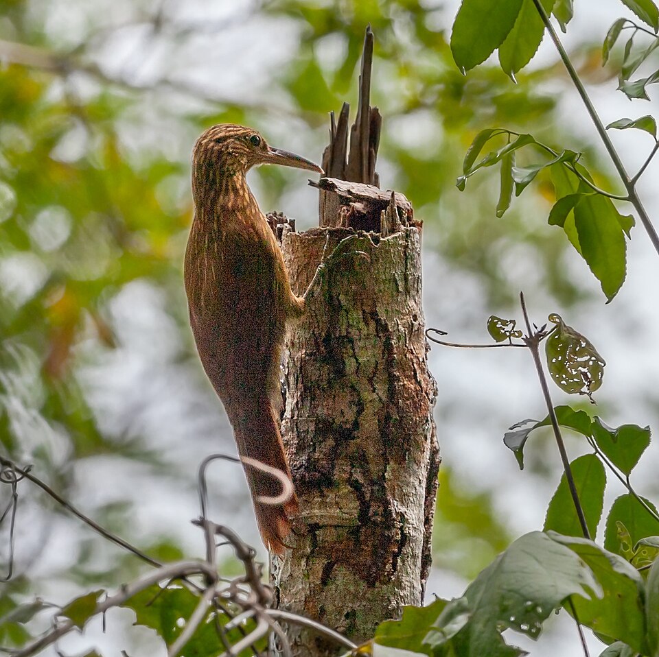 Buff-throated Woodcreeper