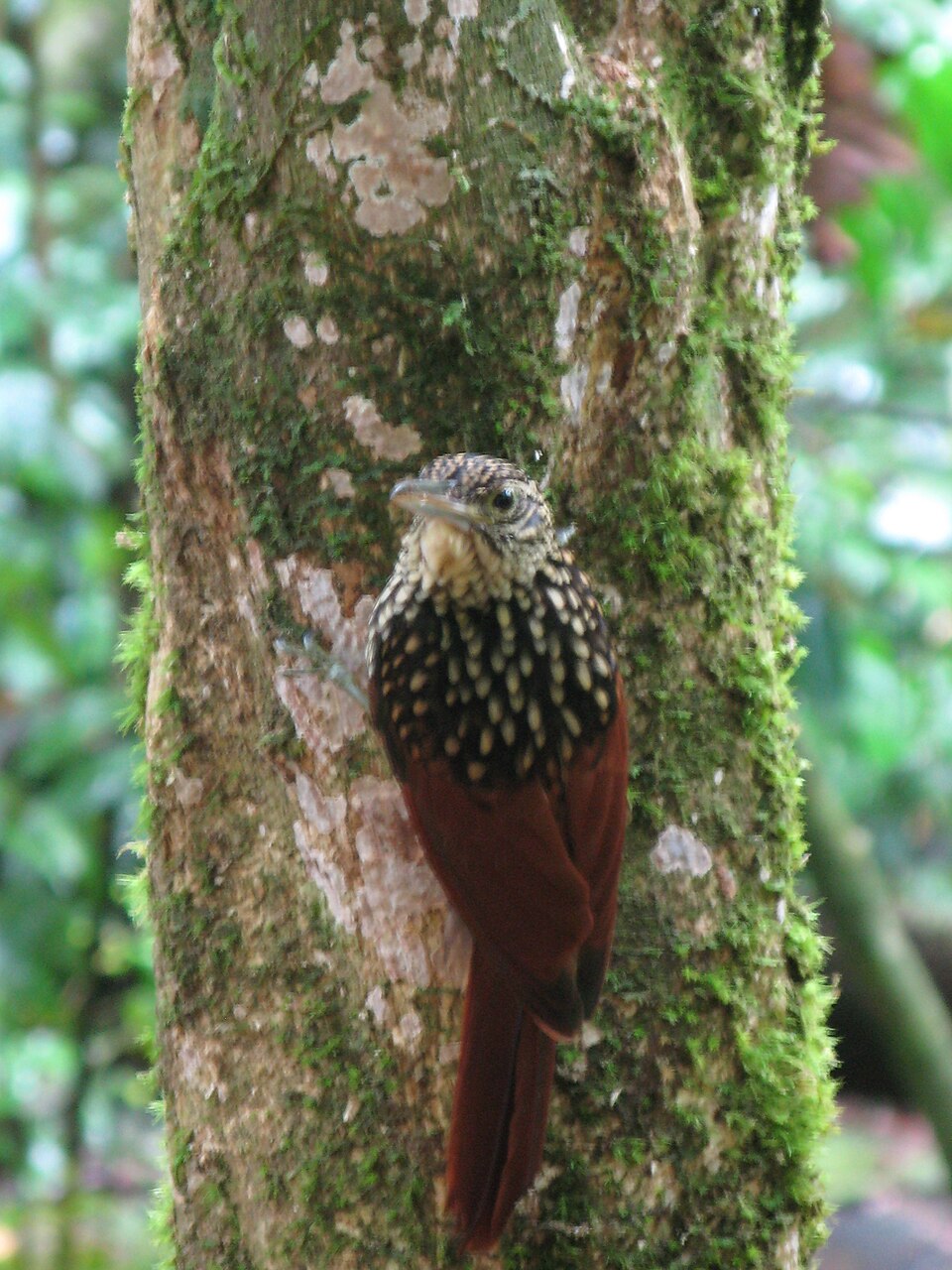 Black-striped Woodcreeper