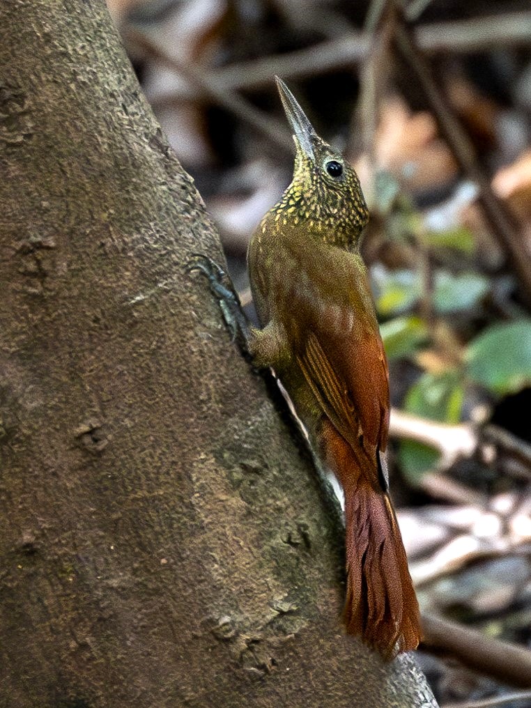 Ocellated Woodcreeper
