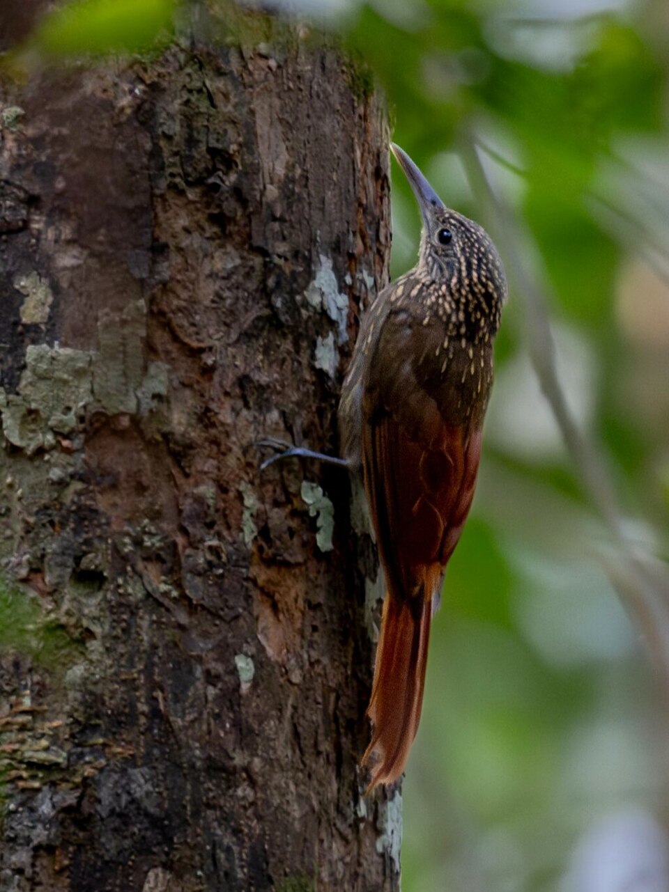 Chestnut-rumped Woodcreeper