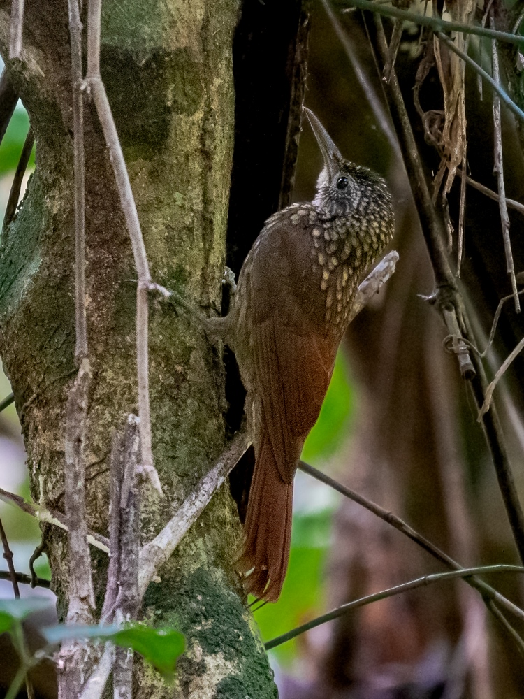 Spix's Woodcreeper