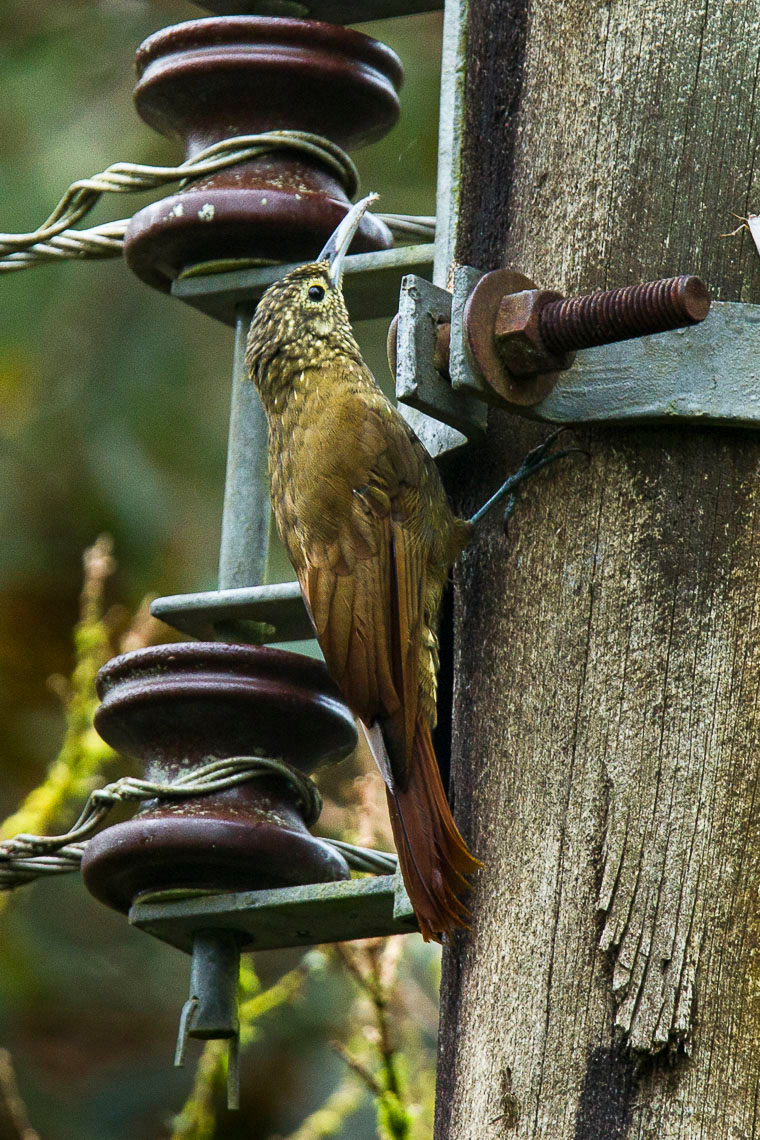 Olive-backed Woodcreeper