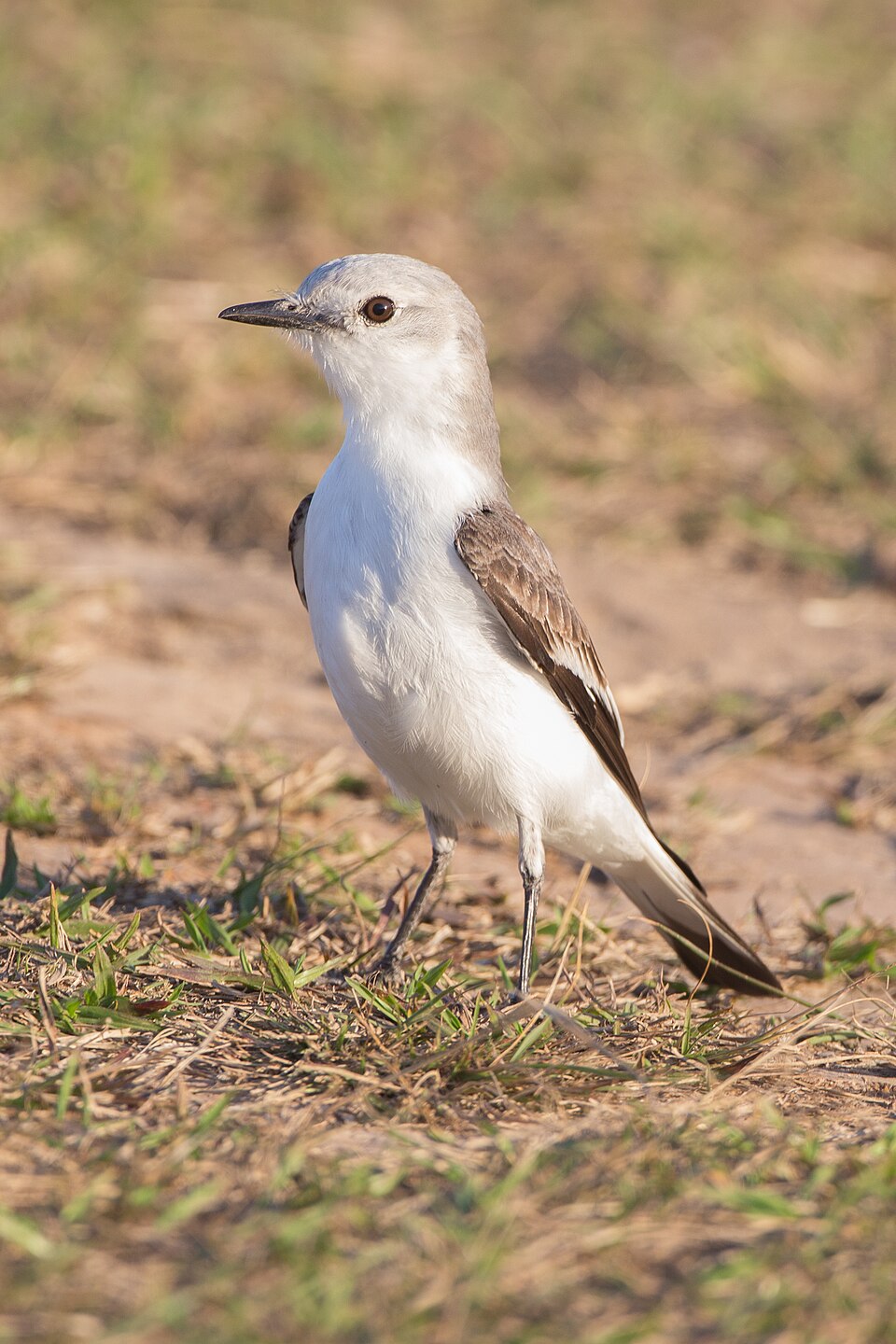 White-rumped Monjita
