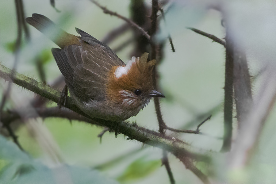White-naped Yuhina
