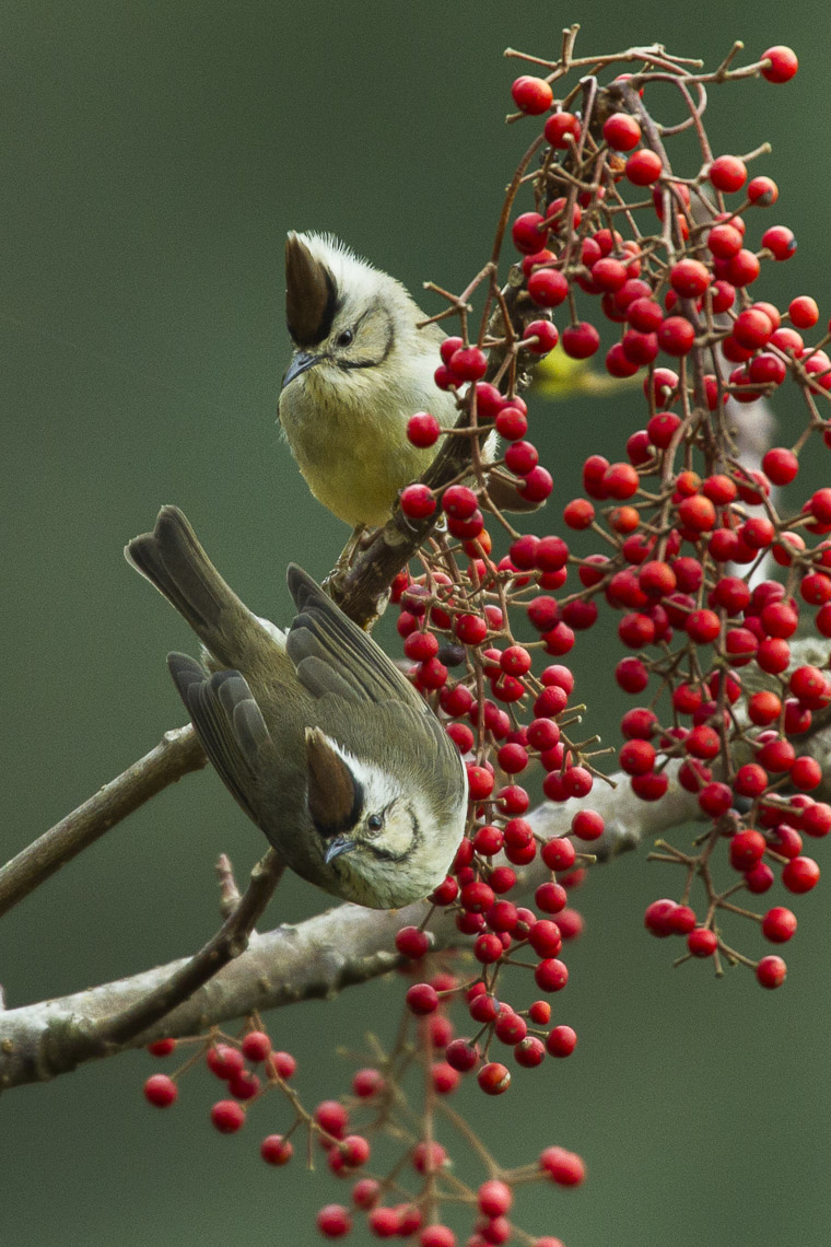 Taiwan Yuhina