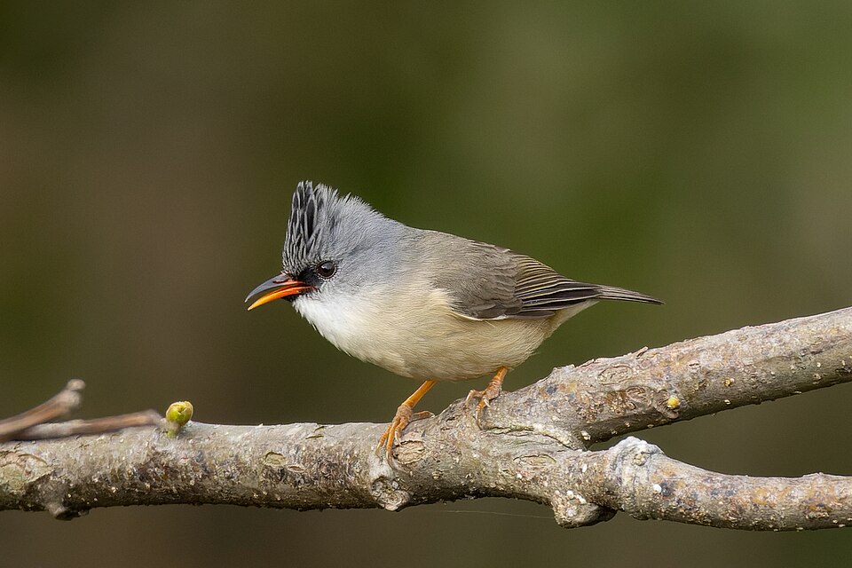 Black-chinned Yuhina