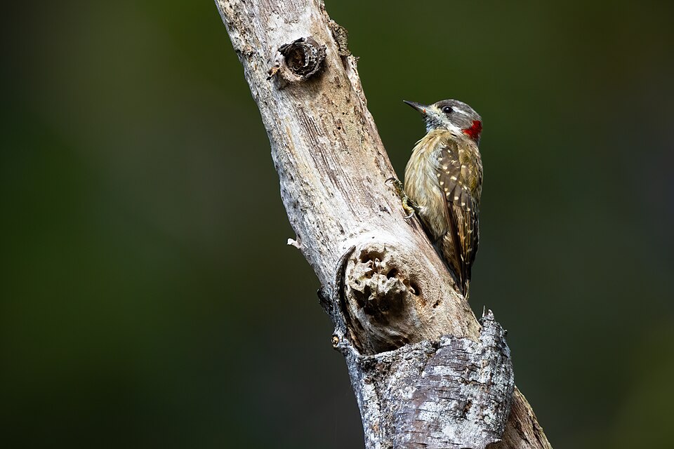 Sulawesi Pygmy Woodpecker