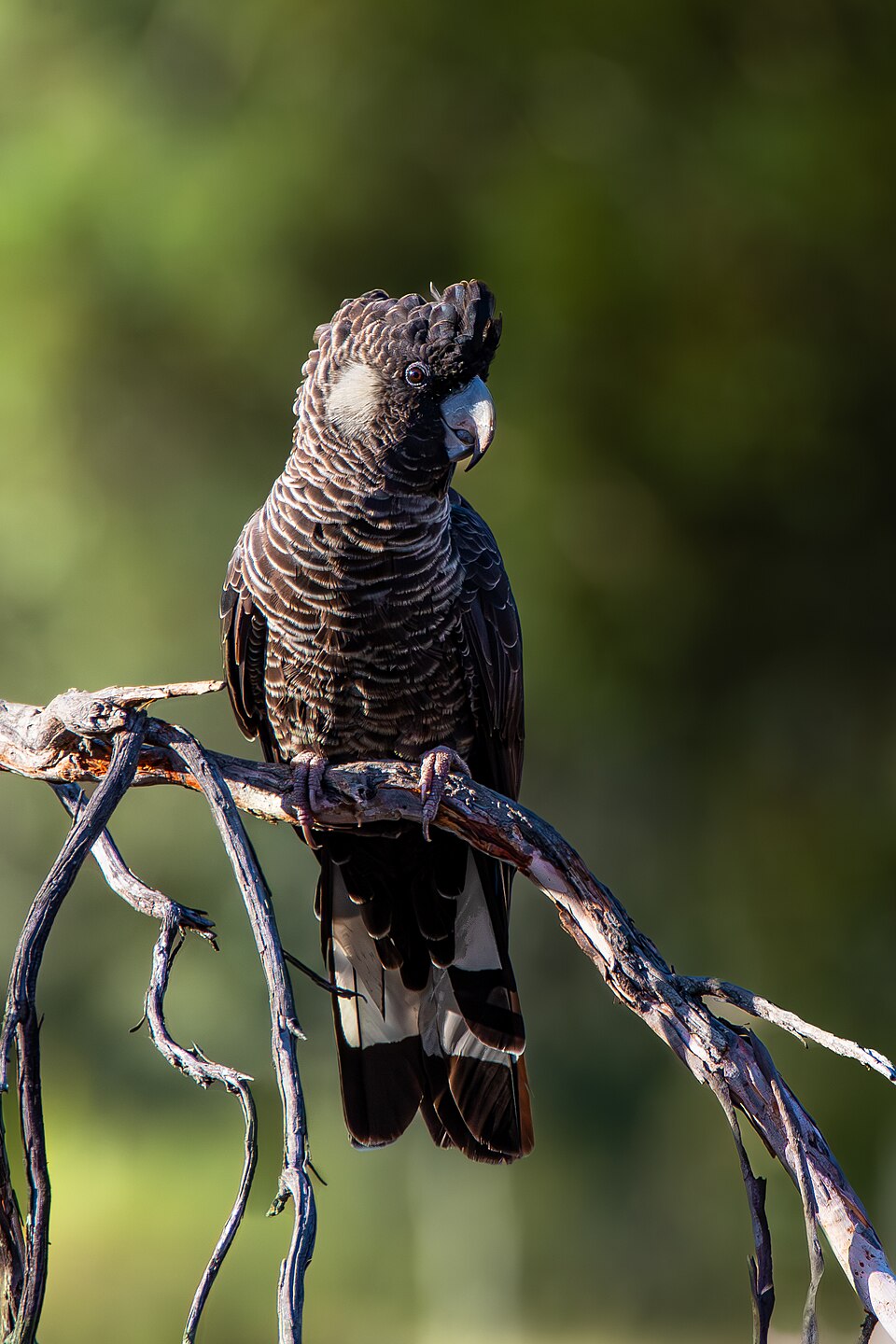 Baudin's Black Cockatoo