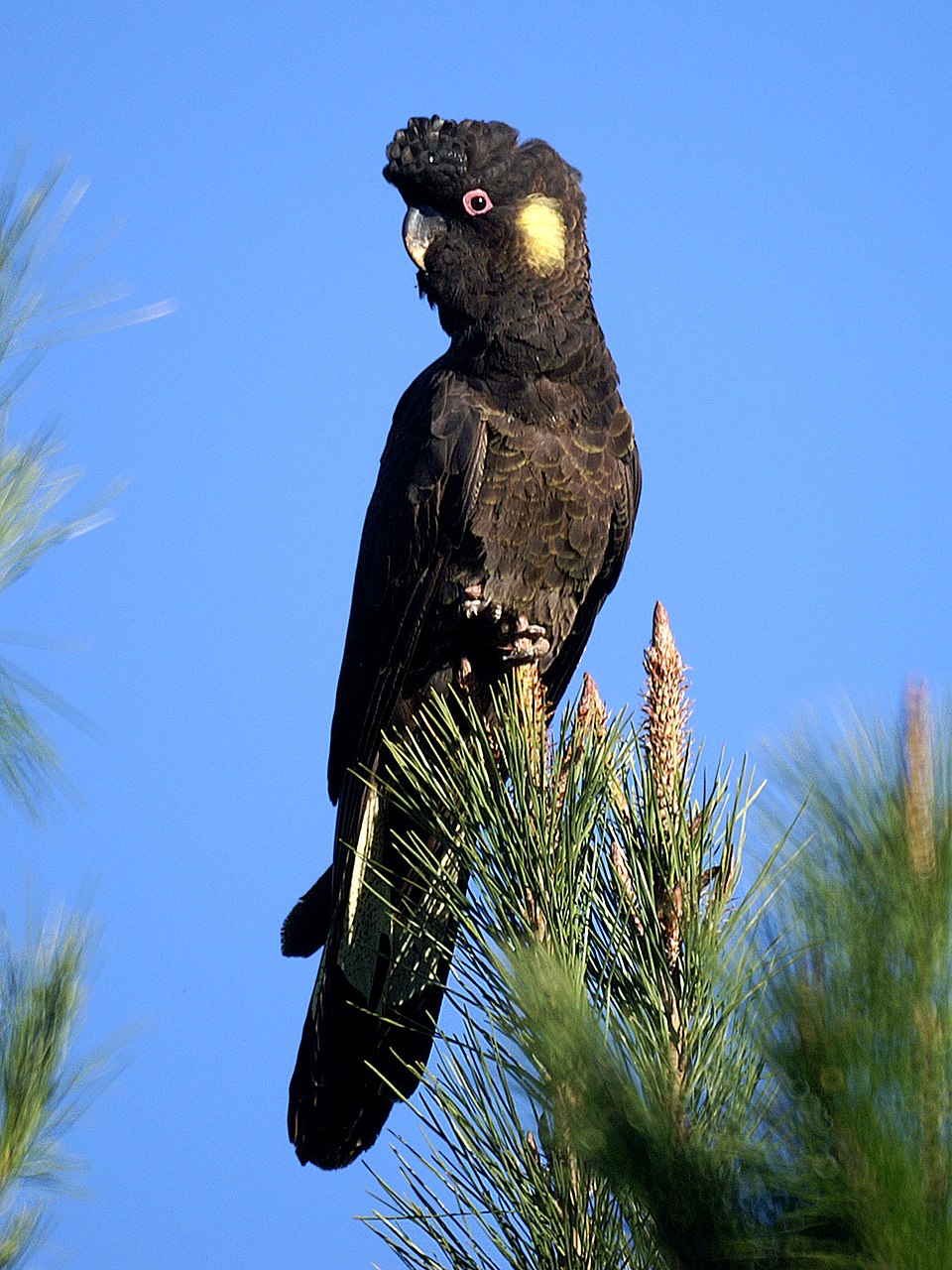 Yellow-tailed Black Cockatoo