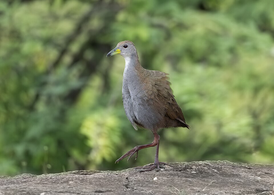 Brown Crake
