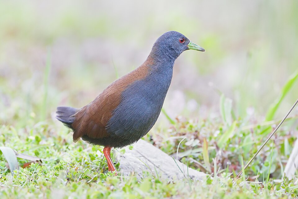 Black-tailed Crake