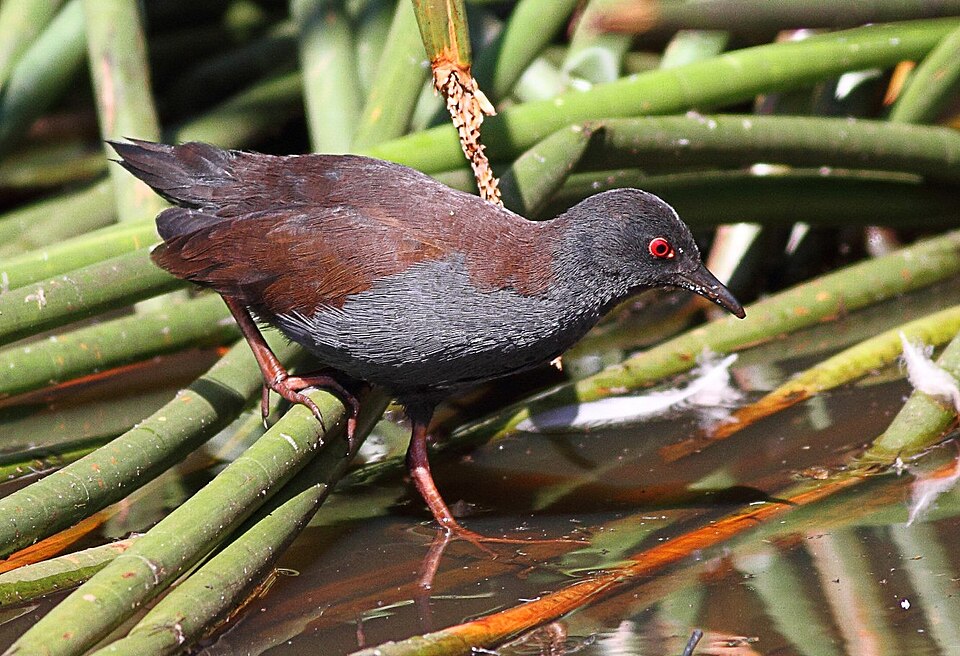 Spotless Crake