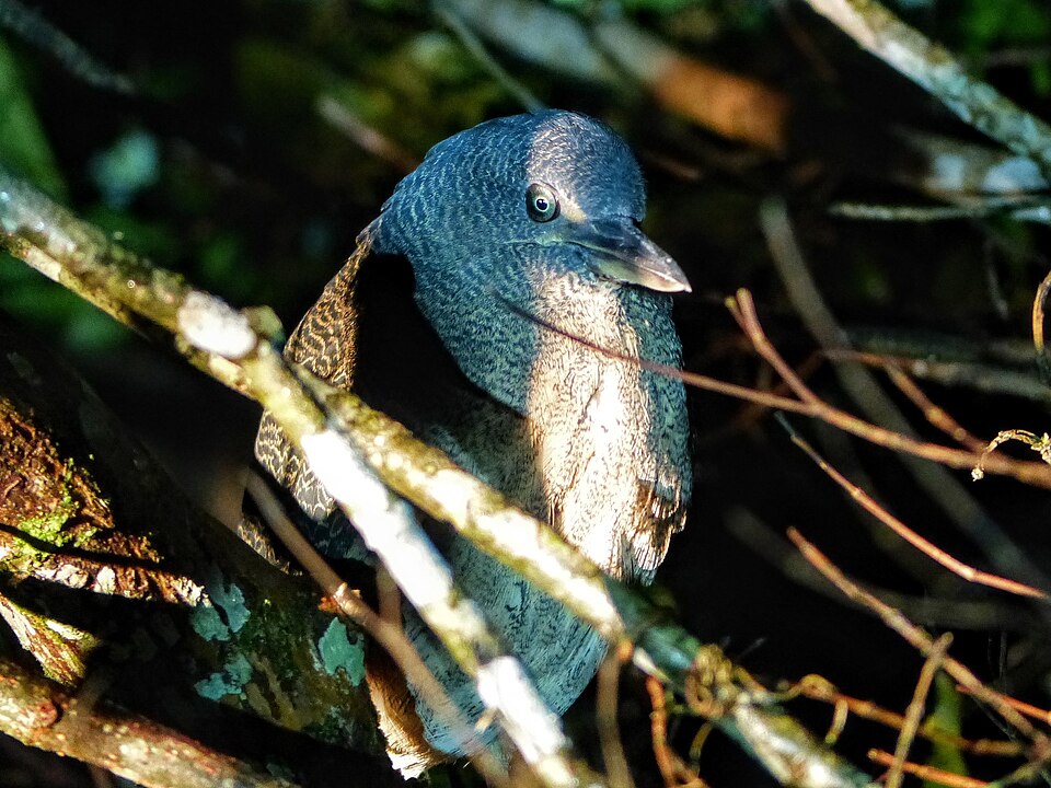 Zigzag Heron