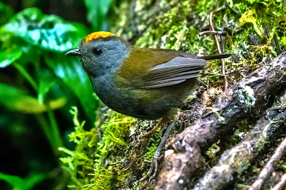 Wrenthrush
