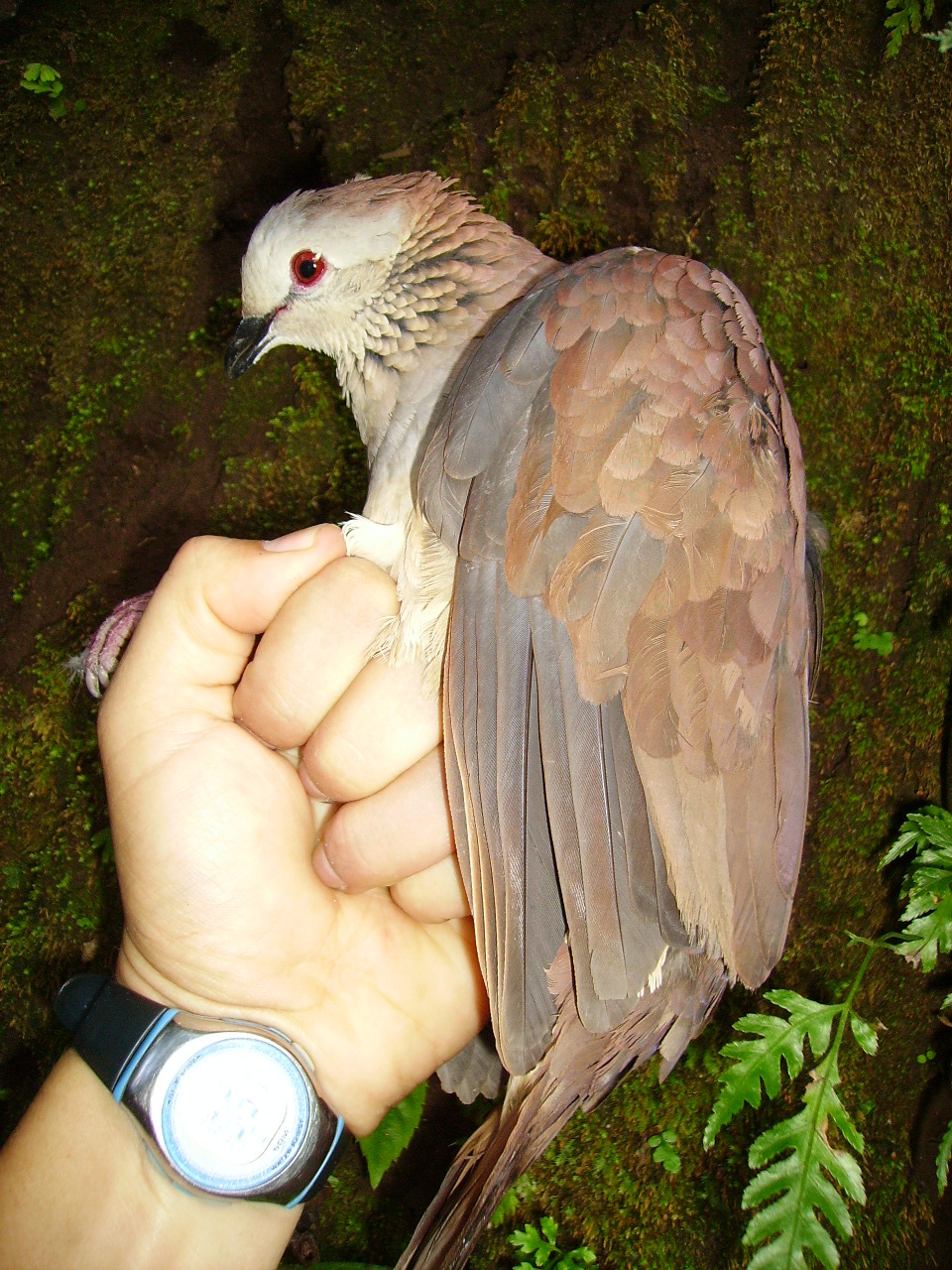 White-faced Quail-Dove